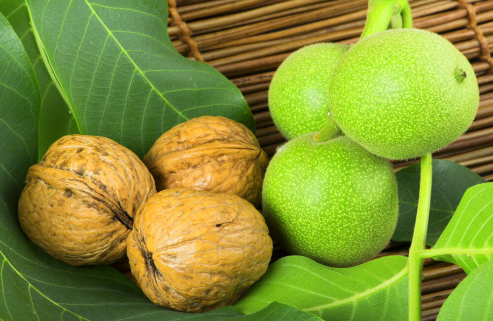نهال گردو