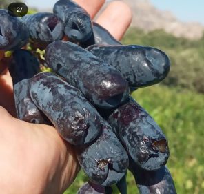 نهال انگور موندراپ