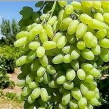 نهال انگور حسینی