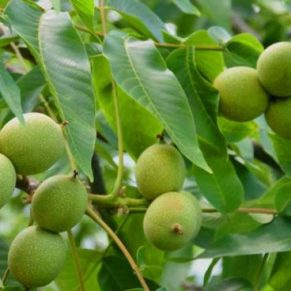 نهال گردو فرنور