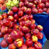 نهال شلیل مغان