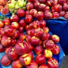 نهال شلیل مغان