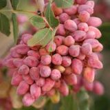 نهال پسته پیوندی احمد اقایی