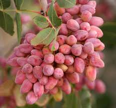 1 نهال پسته پیوندی احمد اقایی