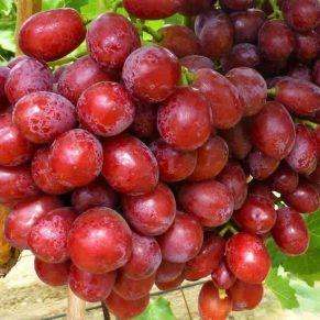 نهال انگور ردگلوب