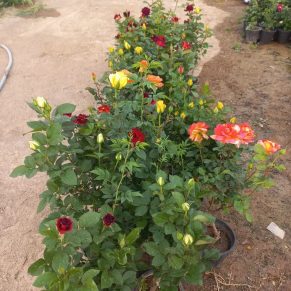 نهال گل رز هلندی