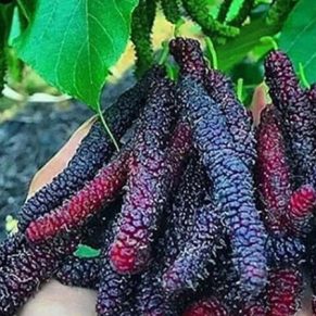 نهال توت موزی بلند