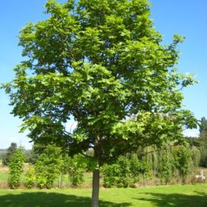 نهال زبان گنجشک