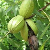 نهال گردو گرمسیری