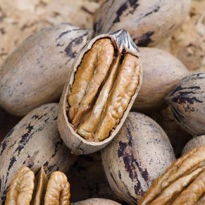 نهال گردو پکان