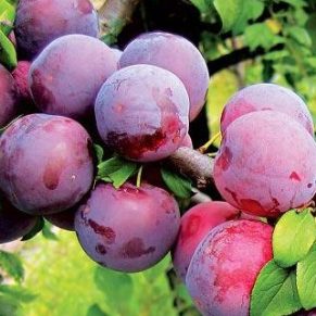 نهال الو میروبالان