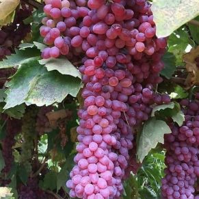 نهال انگور قرمز بیدانه