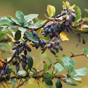 نهال زرشک سیاه