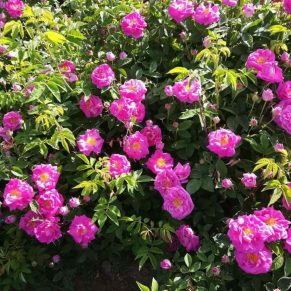 نهال گل محمدی