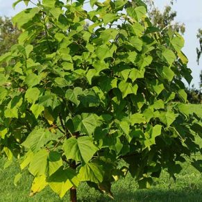 نهال پالونیا