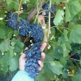 نهال انگور سلطانی