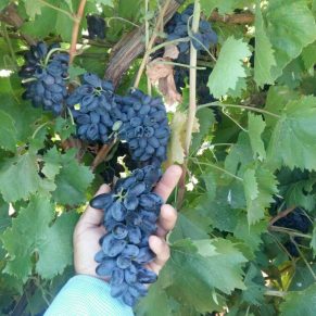 نهال انگور سلطانی