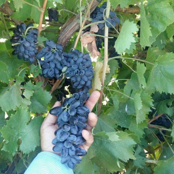 نهال انگور سلطانی