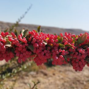 نهال زرشک قاعنات