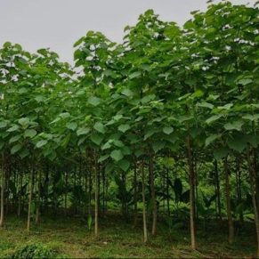 نهال پالونیا