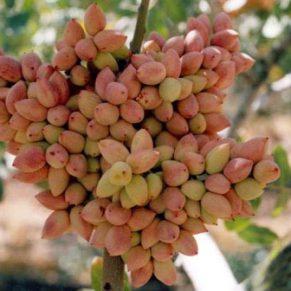 نهال پسته پیوندی