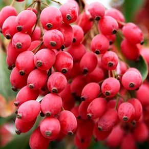 نهال زرشک پفکی