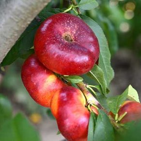 نهال شلل انجیری