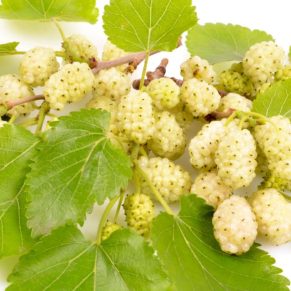 نهال توت هرات