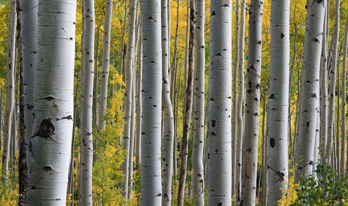 نهال غیرمثمر